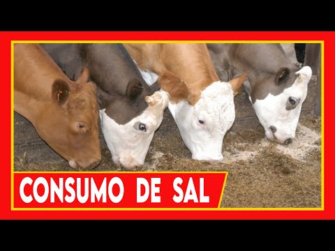 , title : '🔴 8 COSAS QUE DEBES DE SABER DEL USO DE SAL EN GANADO BOVINO ✅ Vacas Lecheras y Carnicas'