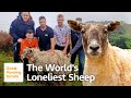 Britain's Loneliest Sheep Fiona Has Been Rescued And Re-homed After Two Years | Good Morning Britain