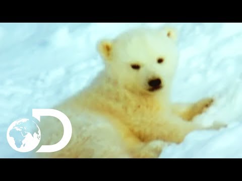Mother Polar Bear And Her Cubs Come Out Of Hibernation | Wildest Arctic