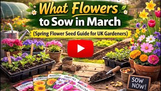What Flowers to Sow in March (Spring Flower Seed Guide for UK Gardeners)