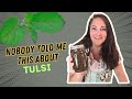 Tulsi Holy Basil Changed My Mind And My Life