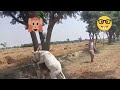 Funny Animals Hot Donkey With Girlfriend Cute Funnyanimals