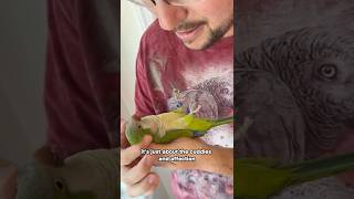 Quaker Parrot Enjoys Cuddles! Training Really Pays off
