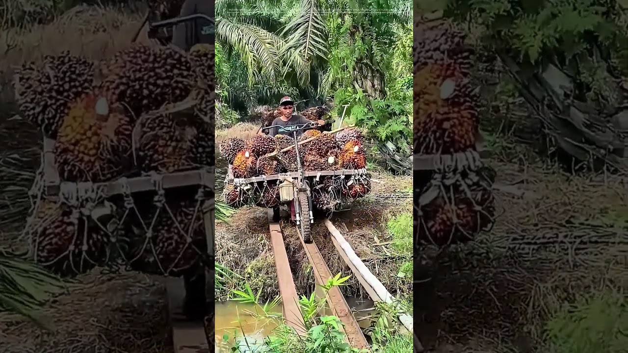 Navigating Nature's Pathways: Farmers Transporting Oil Palm Fruit