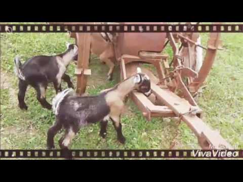 Faremní mlékárna a faremní prodejnička