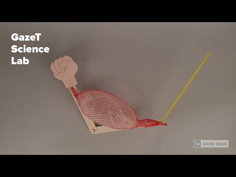 MAKE! arm muscle model