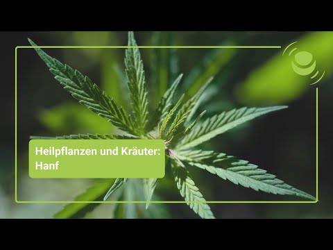 Hanf – Alles, was du über seine Wirkung wissen solltest.