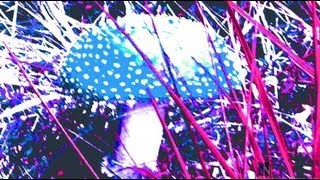 The Magic Mushrooms - Let The Rain Be Me (1966)