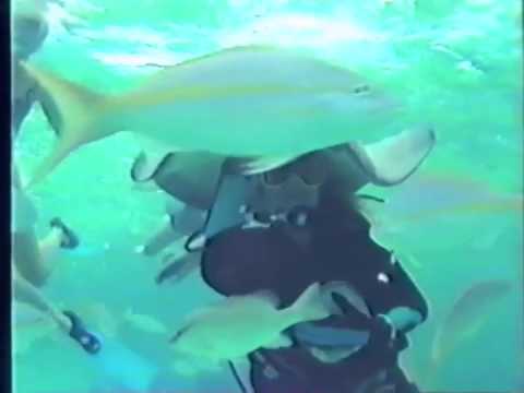 Feeding a Moray Eel at Stingray City, Grand Cayman