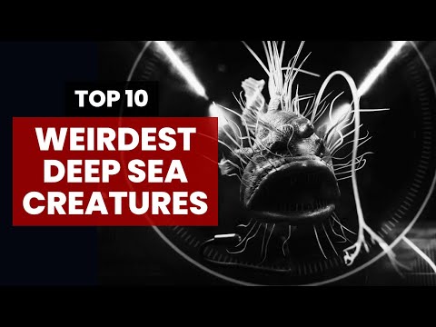 TOP 10 Weirdest Deep Sea Creatures
