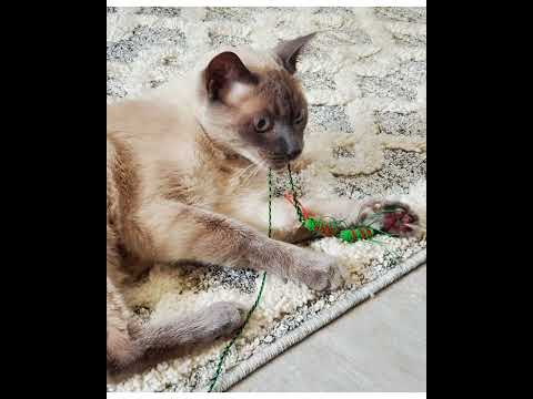 Crystal the Pet Nanny. LLC video.