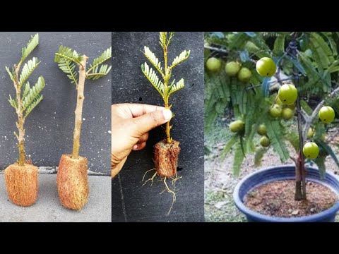 How to grow Amla tree in a pot From seed grafting cutting.Growing amla/gooseberry tree cutting.