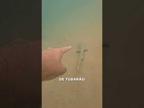 I FOUND A SHARK! #shorts