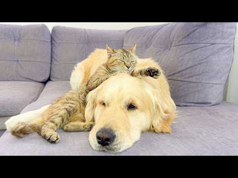 YouTube 썸네일
