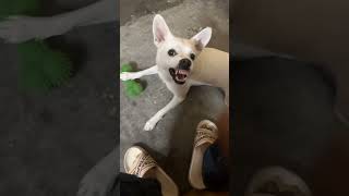 Download lagu Bobo ka kya nam😅 #bobo #puppy #pets #trending #shorts #viral #animal mp3