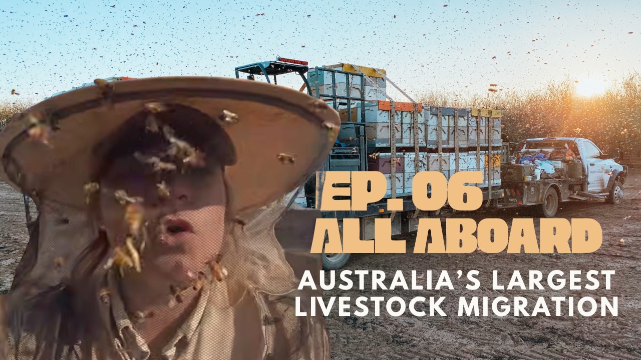 “Moving 1,000 Beehives… and Everything Went Wrong”