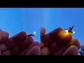 Fireflies Also Known As Lightning Bugs Produce A Cold Light With No Infrared