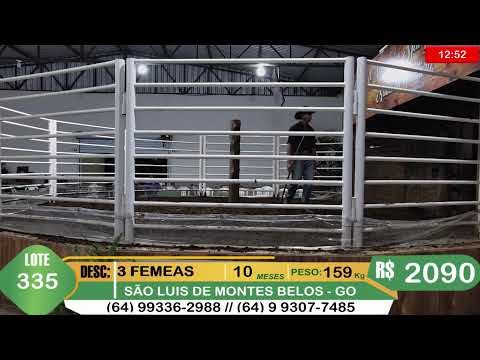 BRASIL LEILÕES - SÃO LUIS DE MONTES BELOS - GO -04/03/2026