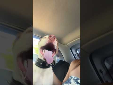 Vídeo de ADOÇÃO RESPONSÁVEL – PITBULL MIX