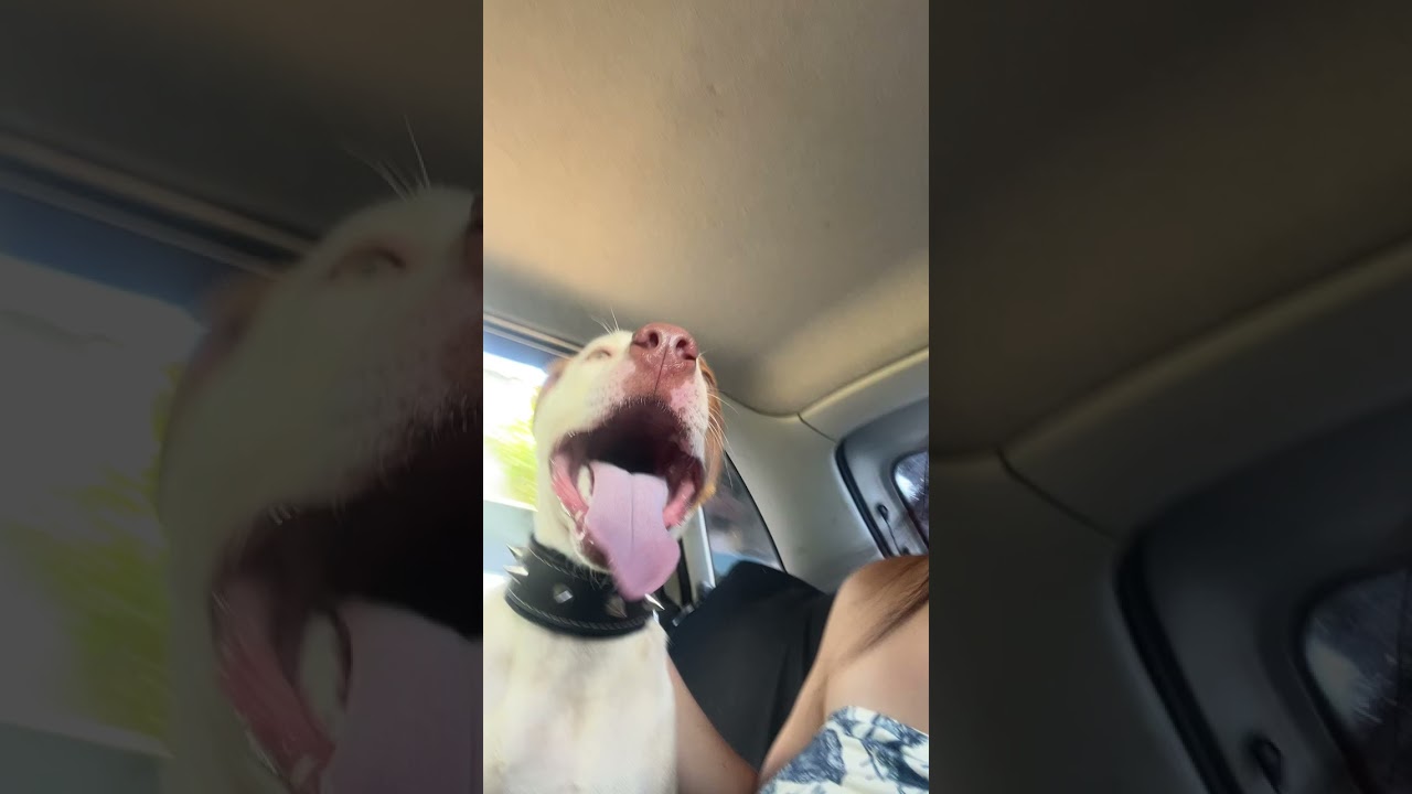 Cachorro raça Pit-Bull idade 2 a 6 meses nome ADOÇÃO RESPONSÁVEL – PITBULL MIX