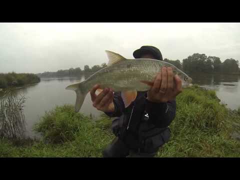 BoleńTV: Jesienne Bolenie z Odry