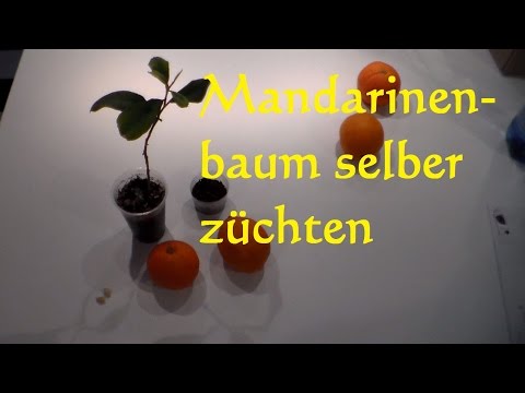 Blutzuckeranalyse Trinkjoghurt mit Zimt für Diabetes