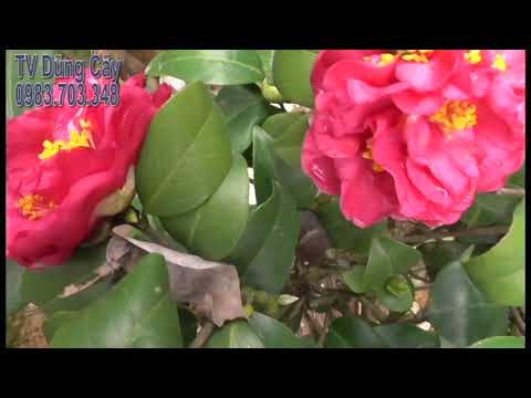 hoa trà my thâm hông bát diện cổ TV Dũng Cây