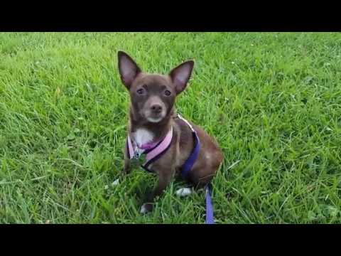 Trixie, an adopted Chihuahua Mix in Normal, IL_image-1