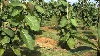 preview picture of video 'Anamaduwa Plantation March 2011.MPG'