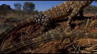PBS Nova Lizard Kings part 1