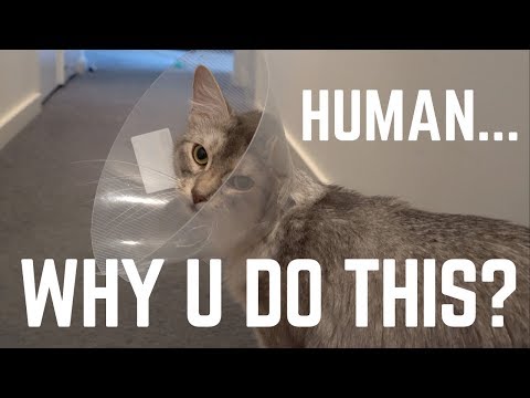 Cat's reaction to wearing a cone
