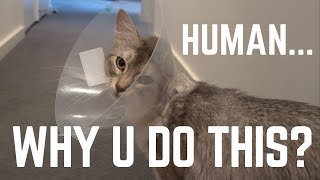Cat&#39;s reaction to wearing a cone