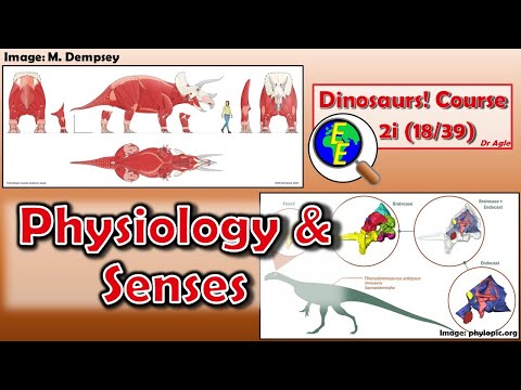 Dinosaur Physiology & Senses (2i - 18/39)