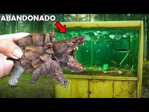 I Rescued an Abandoned Alligator Turtle from an Aquarium in the Forest