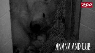 Polar Bear Cubs Update - Eyes Open