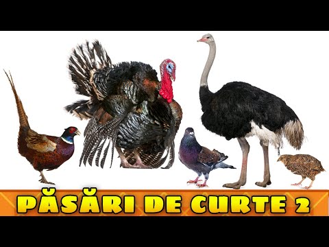 Cine face GLU GLU - Curcanul, Prepelita, Fazanul - Sunete de Pasari Domestice