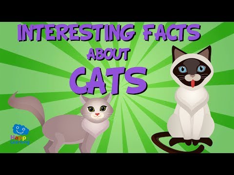 Interesting facts about Cats | Educational Video for Kids.