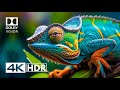 4K HDR Video ULTRA HD 120 FPS Dolby Vision