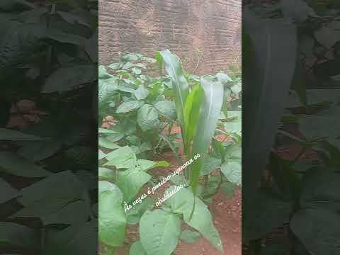 27 de janeiro de 2026