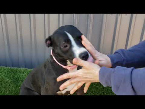 Elsa, an adopted American Staffordshire Terrier Mix in Seattle, WA_image-1