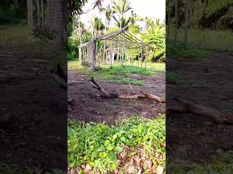 Você sabe o que é uma Tapera ?