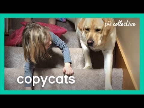 When Pet Animals Copy Their Owner - Copycats | The Pet Collective 2020