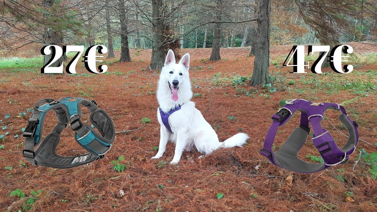 QUEL HARNAIS POUR CHIEN | Ruffwear vs Embark