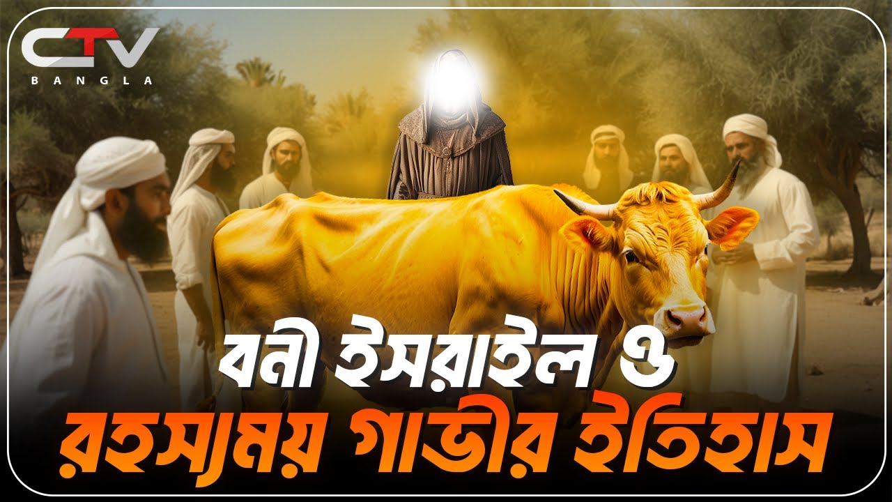 হলুদ গাভীর ঘটনা | রহস্যময় হলুদ গাভীর ঘটনা | বনি ইসরাইলের গাভীর ঘটনা | ইসলামের ইতিহাস | CTV BANGLA