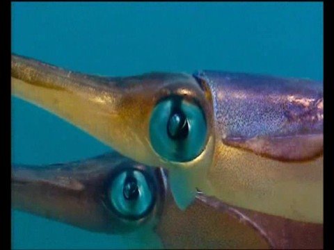 R.ケリー - I Believe I Can Fly (R. Kelly - I Believe I Can Fly)