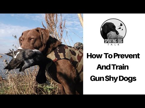 How to Prevent & Train Gun Shy Dogs