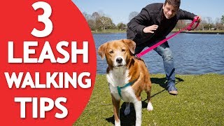 3 Things Your Dog MUST Know to Walk Nicely on Leash