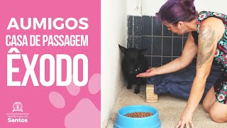 #CIDADANIA - PETS SÃO BEM-VINDOS NA CASA DE PASSAGEM ÊXODO