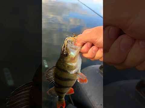 Schöner Barsch auf Chatterbait! #angeln #perchfishing #barschangeln