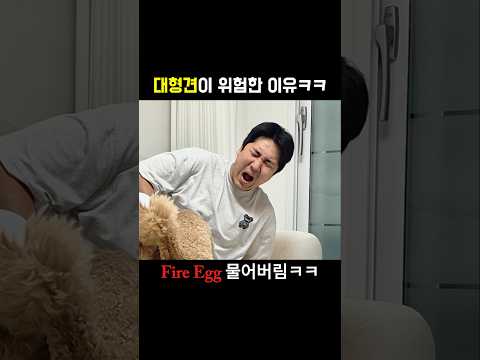 대형견 키우다 보면 꼭 한 번은 겪습니다 ㅋㅋ┃스탠다드푸들